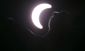 camel eclipse boston globe photography