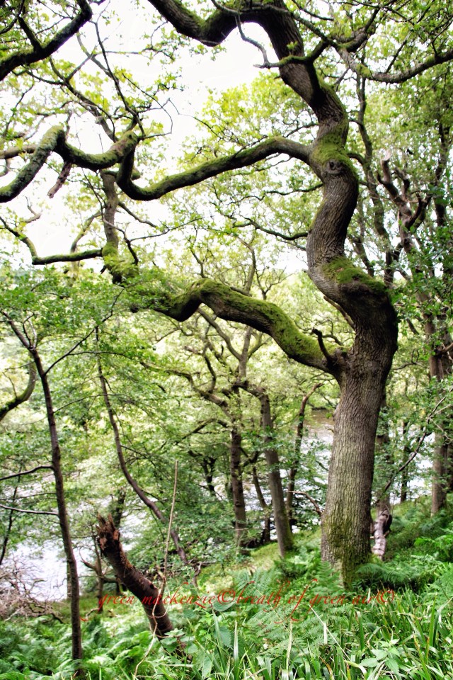 Ancient dancing oak wood.JPG