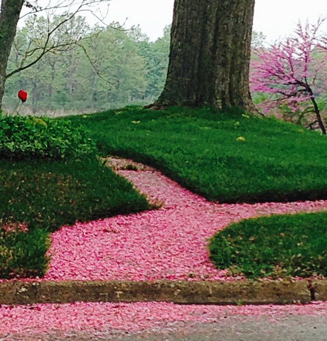 my neighbor's sidewalk