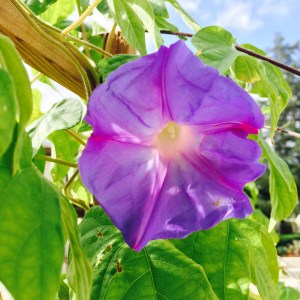 Morning Glory_Ka Malana's Garden