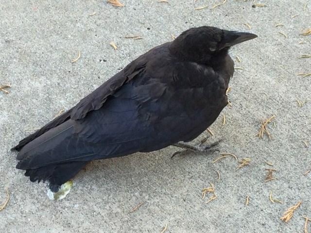 Fledgling Crow2