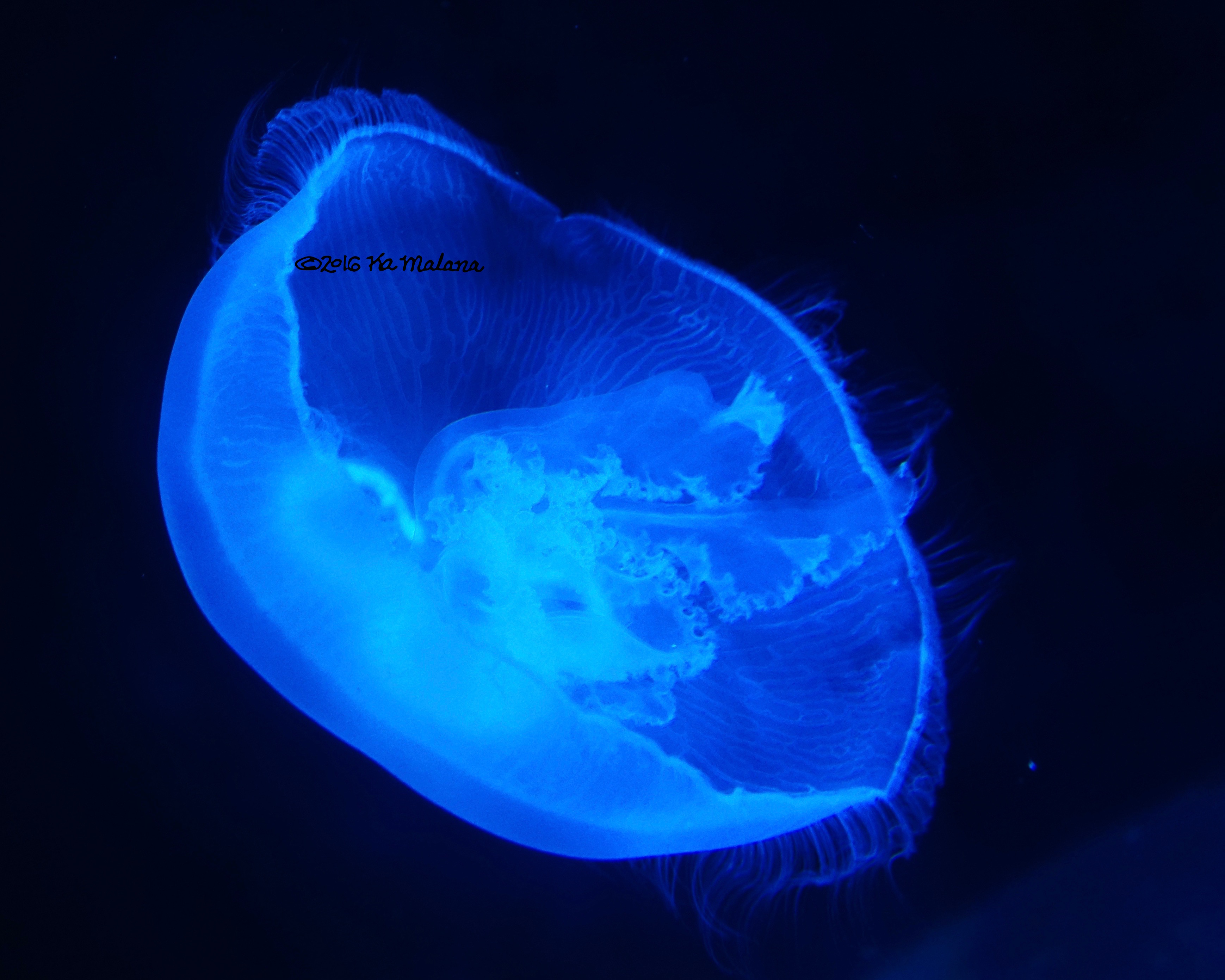 BlueJellyFish
