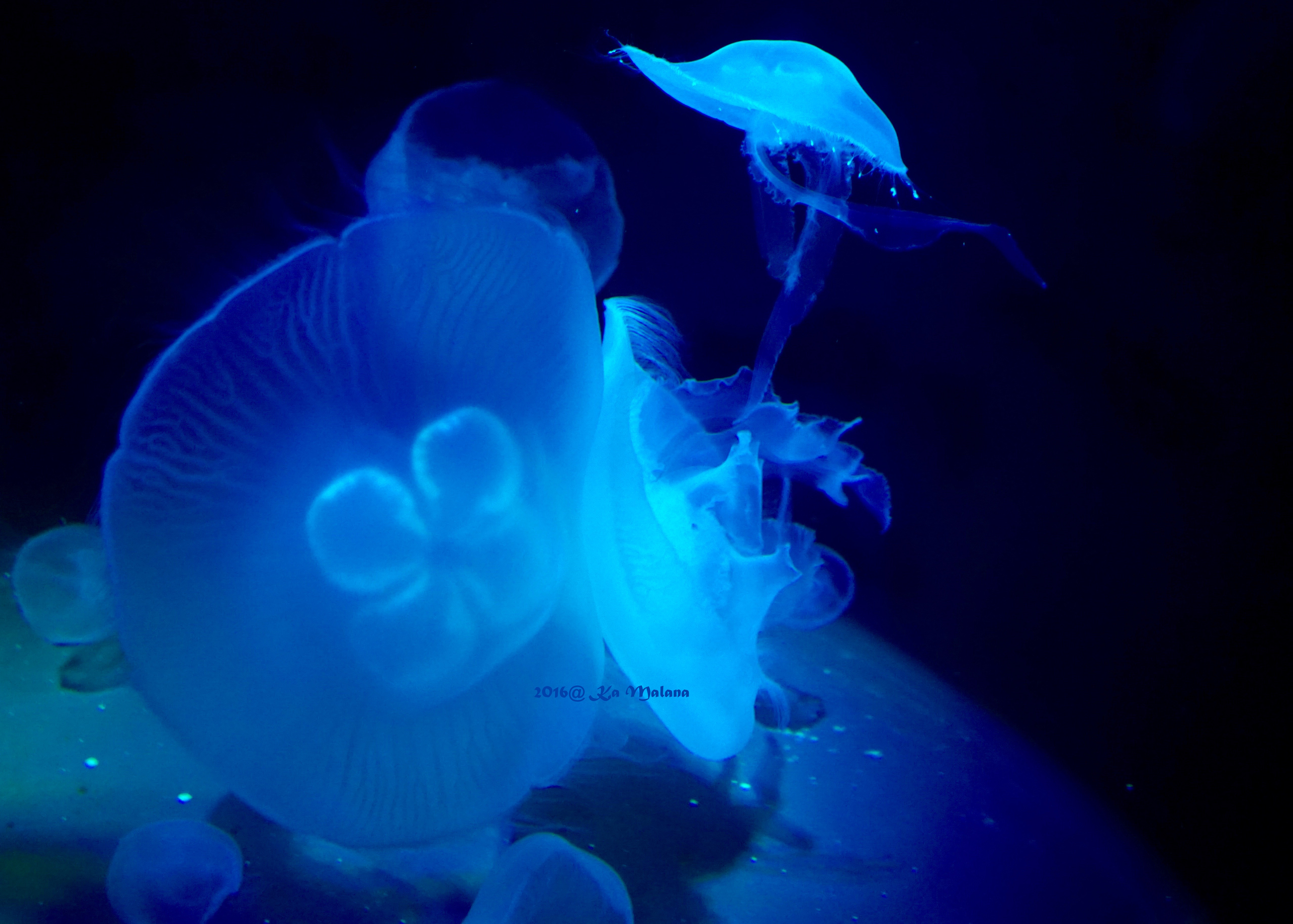 Light blue Jellyfish