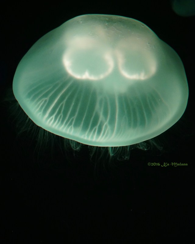 SeaGreen_JellyFish