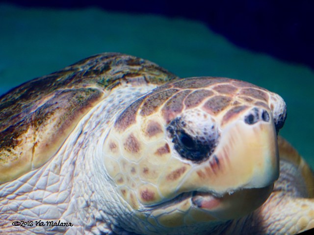 SeaTurtle Face