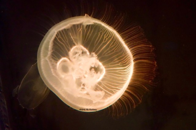 White-yellow Jellyfish