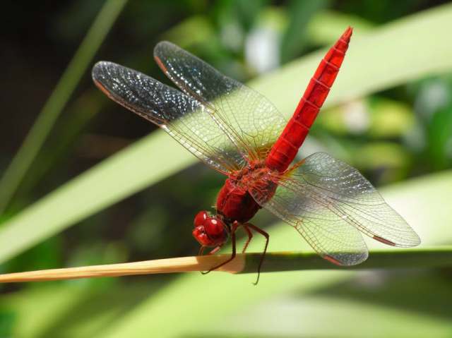 dragonfly-insect-common-skimmer-bug