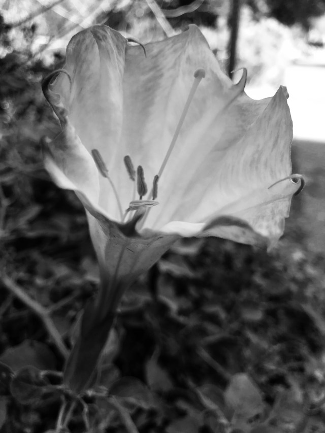 9833A375-F807-48DB-A3EF-F13338B4651C