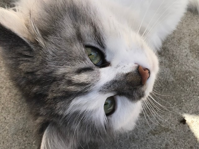 E62567C9-DED0-4A10-933E-C512CE4CEFB8